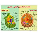 پوستر آموزشی مستر راد مدل مقایسه ساختار سلول گیاهی و جانوری